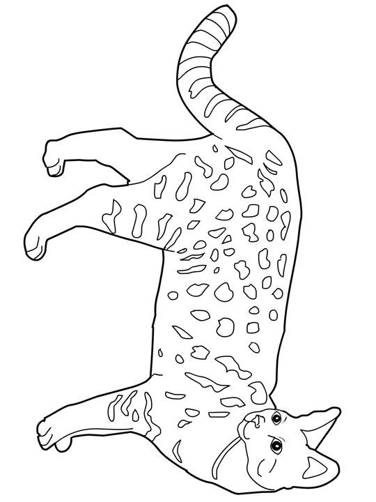 540x720 Cat Color Pages Printable Cats Coloring Pages Savannah Cats