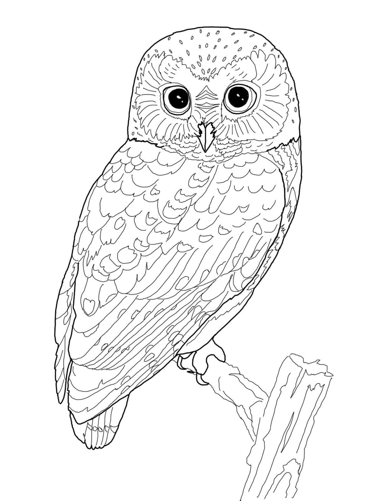 Realistic Owl Coloring Pages These Are Some Owl Coloring Pages 1200x1600 Realistic Owl Coloring Pages These Are Some Owl Coloring Pages