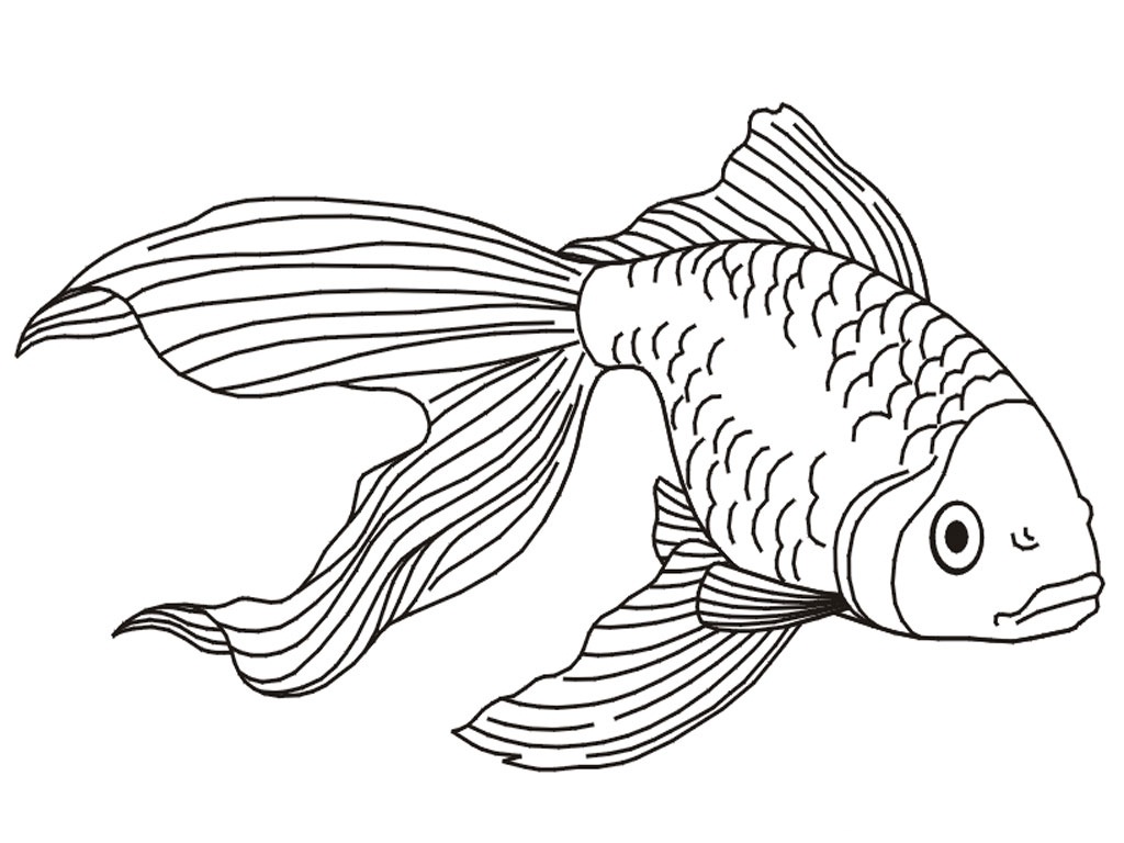 Free Printable Goldfish Coloring Pages For Kids 1024x768 Free Printable Goldfish Coloring Pages For Kids