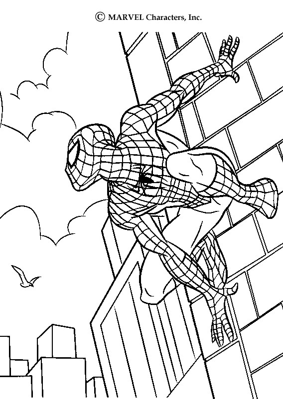 Color This Spiderman Drawing. This Spiderman Scales Walls Coloring 568x802 Color This Spiderman Drawing. This Spiderman Scales Walls Coloring