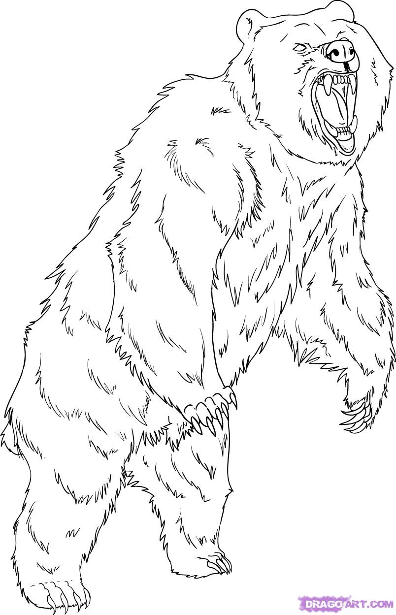 Scary Bear Drawing 804x1249 Scary Bear Drawing