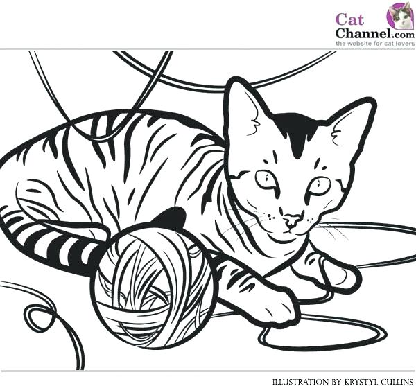 600x557 Black Cat Coloring Page Pumpkin Black Cat Coloring Pages For Kids