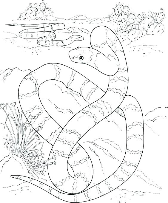 Snake Coloring Pages Fresh Coloring Pages And Snake Coloring Pages 563x681 Snake Coloring Pages Fresh Coloring Pages And Snake Coloring Pages