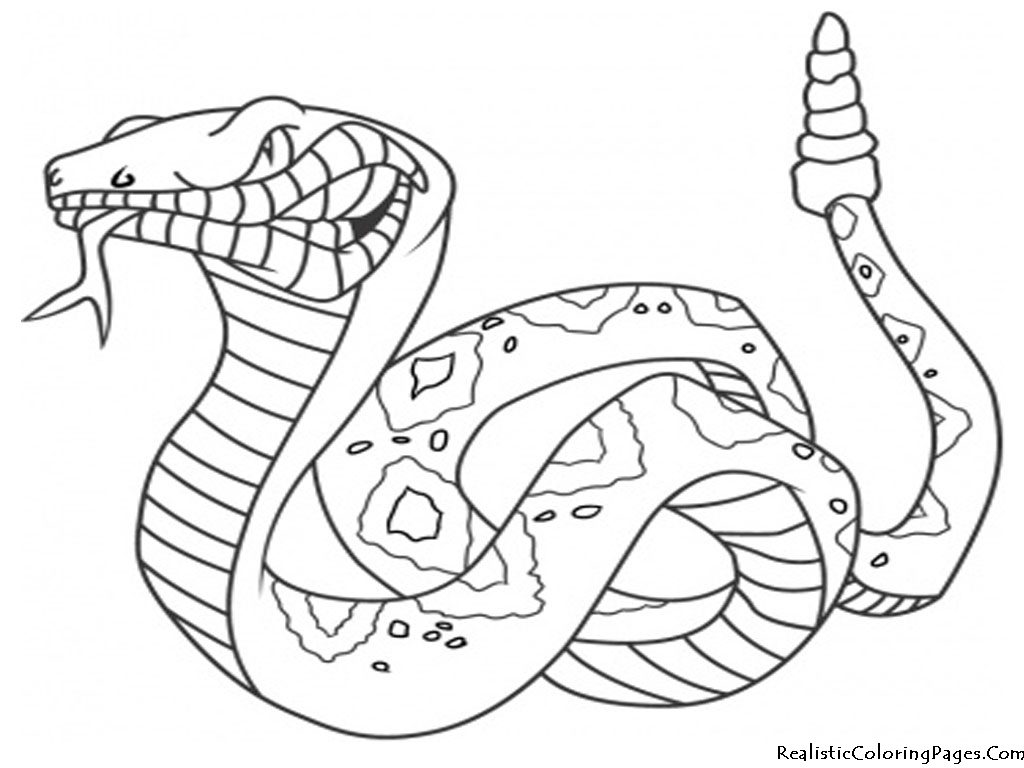 Snake Coloring Sheets Snake Coloring Page Animals Town Animals 1024x768 Snake Coloring Sheets Snake Coloring Page Animals Town Animals