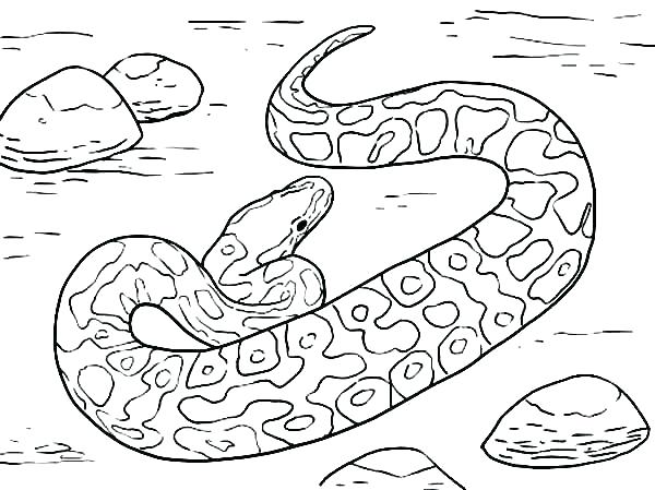 Coloring Pages Of Snakes Amazing Attractive Coloring Pages Snake 600x449 Coloring Pages Of Snakes Amazing Attractive Coloring Pages Snake