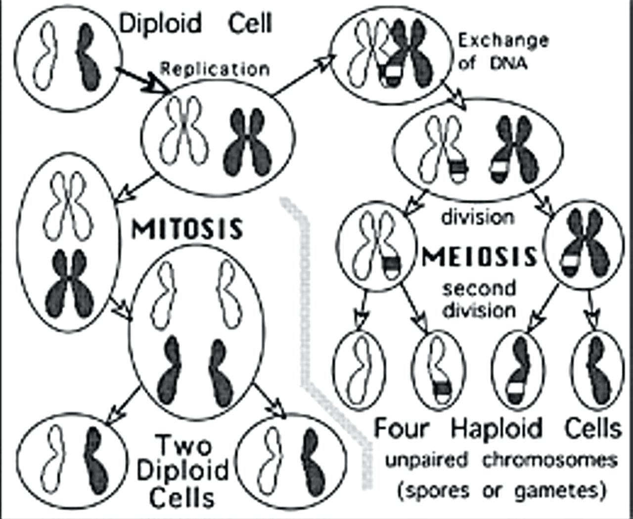 1280x1050 Printable Flip Books Art At Middle School Mitosis Book Example
