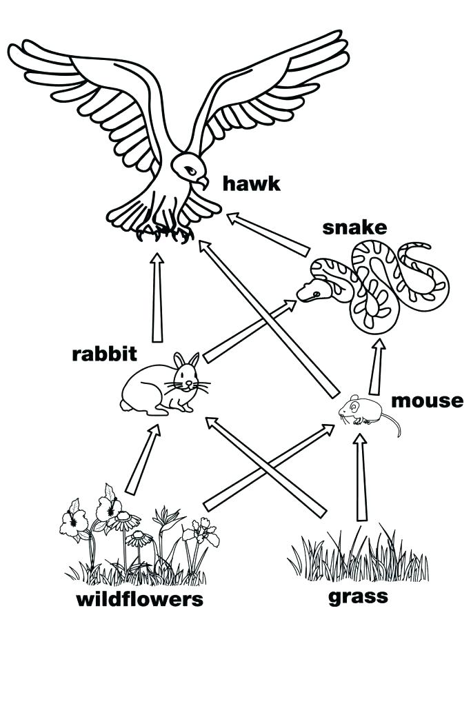 683x1024 Food Web Coloring Pages Food Chain Coloring Pages Food Chain