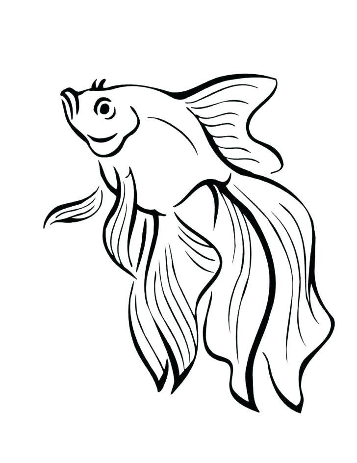 728x943 Fish Pictures To Print