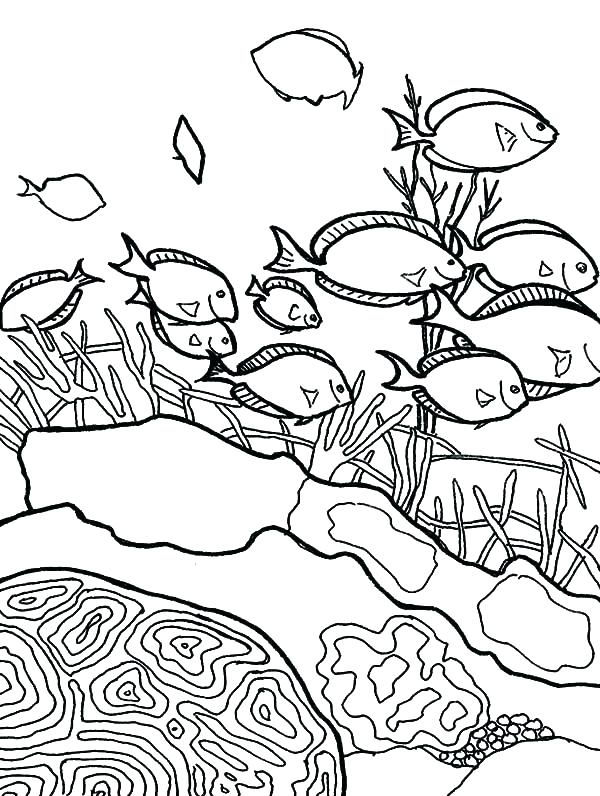 600x796 Coral Coloring Pages Coral Reef Coloring Sheet Coral Reef Coloring