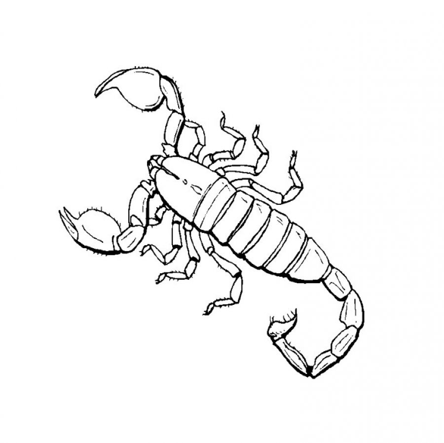900x898 Scorpion Coloring Pages To Download And Print For Free