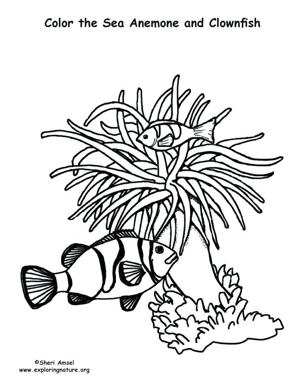 Sea Anemone Coloring Page Sea Anemone Coloring Pages Nature Sea 612x792 Sea Anemone Coloring Page Sea Anemone Coloring Pages Nature Sea
