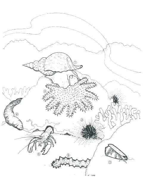 Sea Urchin Coloring Page Coloring Pages Sea Urchin Coloring Page 480x605 Sea Urchin Coloring Page Coloring Pages Sea Urchin Coloring Page