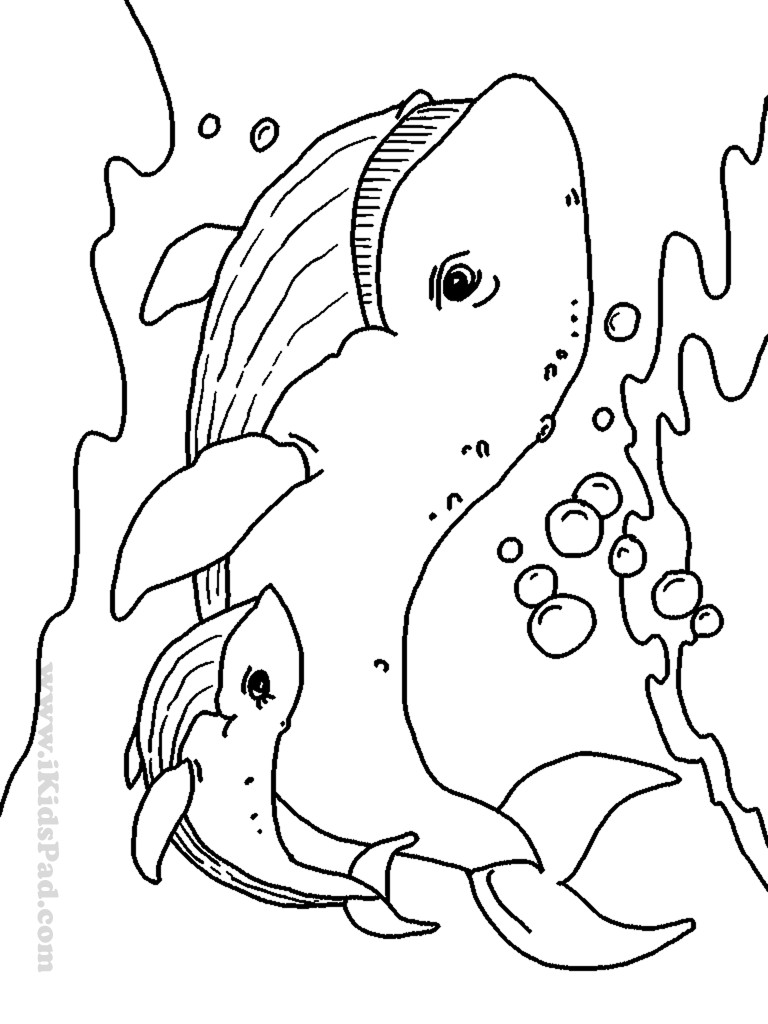 768x1024 Coloring Pages Of Sea Animals Acpra