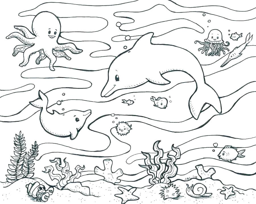Sea Lion Coloring Page 900x717 Sea Lion Coloring Page