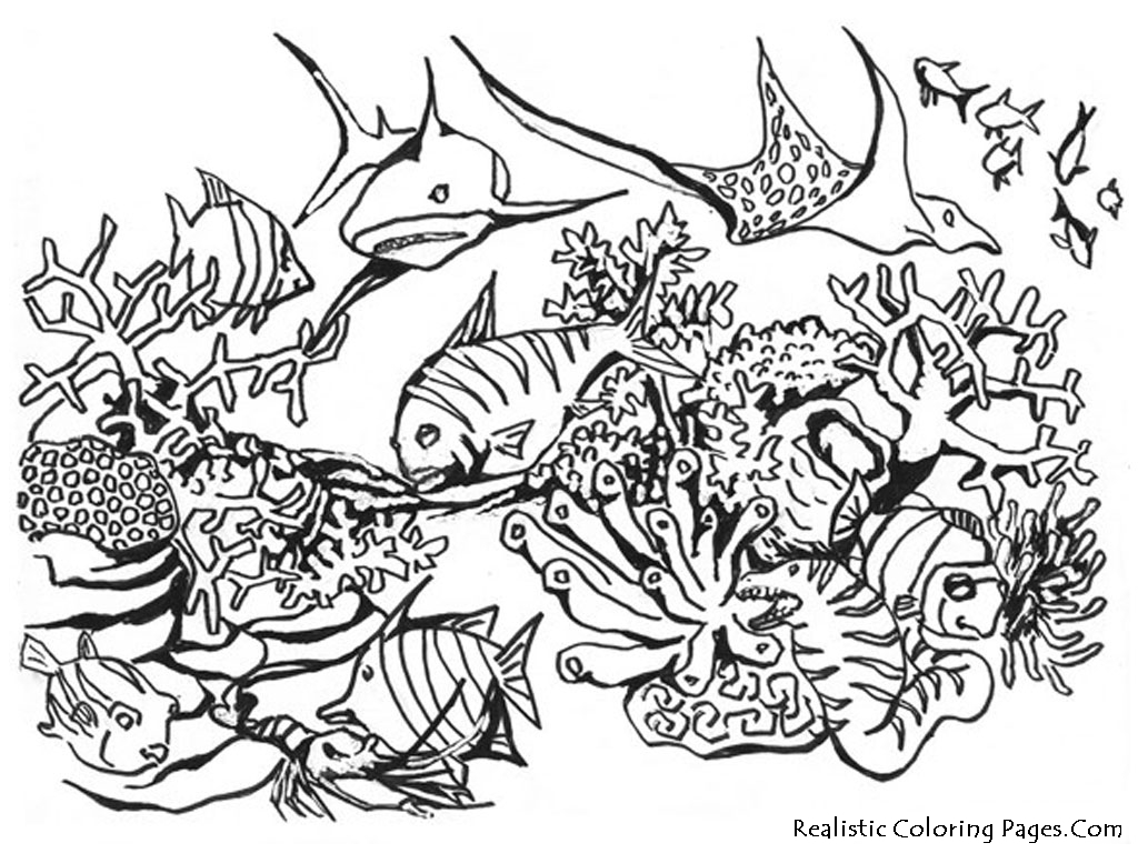 Adult Coloring Pages Sea Animals And Mermaid Free 1024x768 Adult Coloring Pages Sea Animals And Mermaid Free