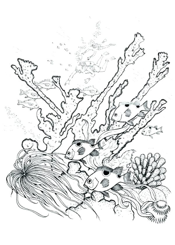 Coral Reef Coloring Pages Coral Color Sheets Coral Reef Coloring 600x840 Coral Reef Coloring Pages Coral Color Sheets Coral Reef Coloring