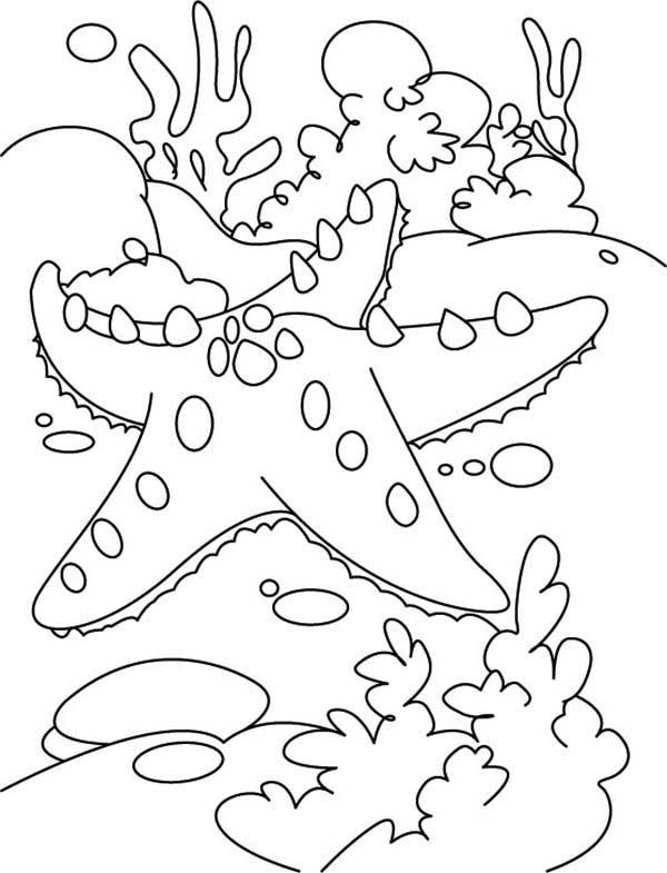 Free Coloring Pages Of Coral Sea Shells Mosaics 600x785 Free Coloring Pages Of Coral Sea Shells Mosaics