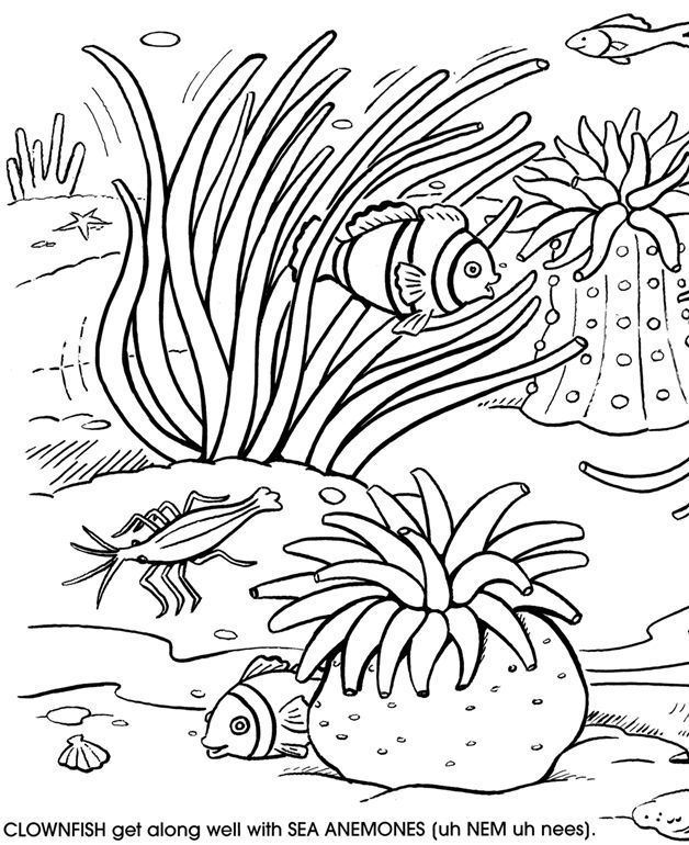 New Coral Reef Coloring Page 14 In Picture To With Intended 628x770 New Coral Reef Coloring Page 14 In Picture To With Intended