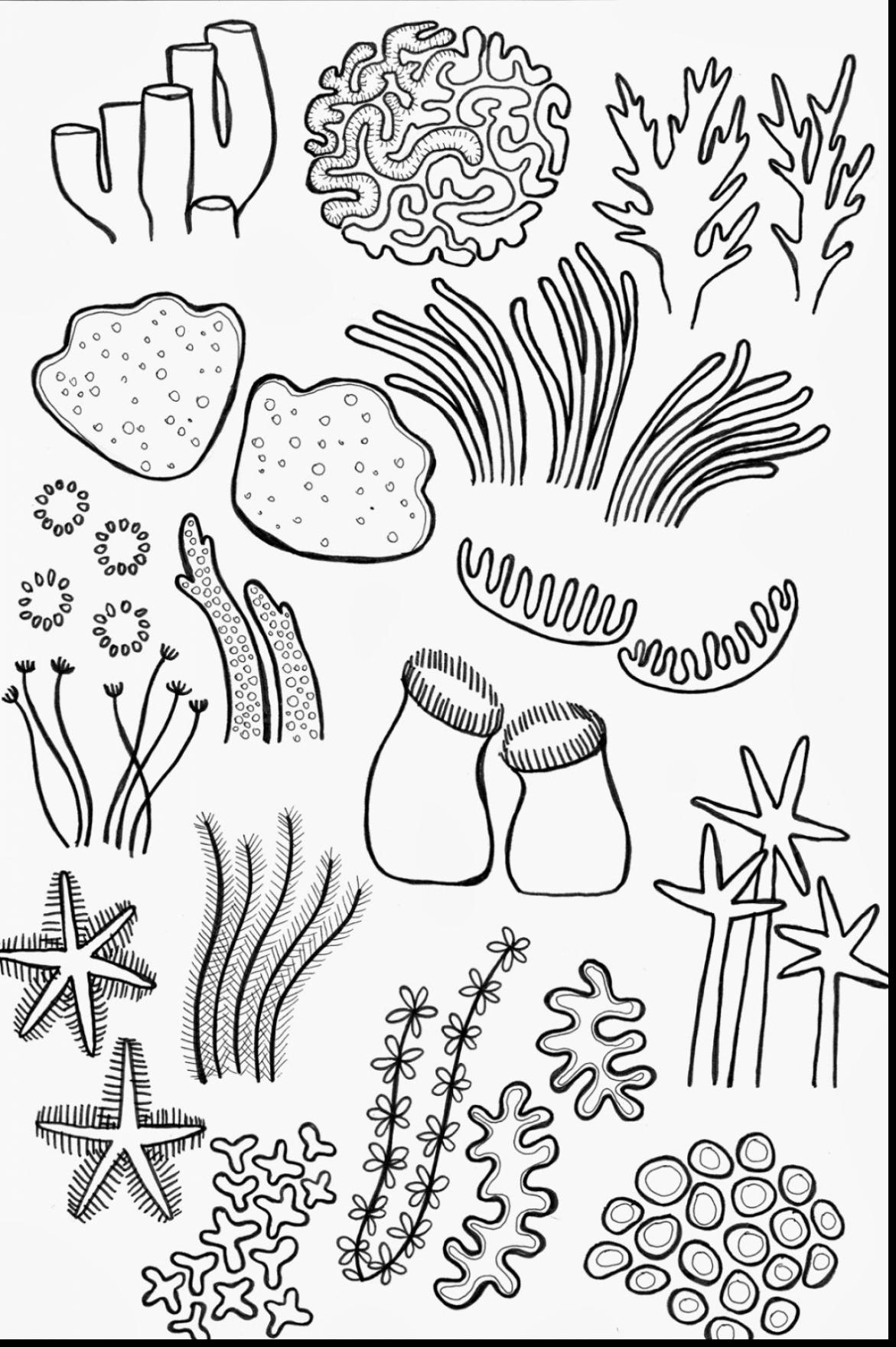Under The Sea Coral Coloring Pages 1171x1760 Under The Sea Coral Coloring Pages