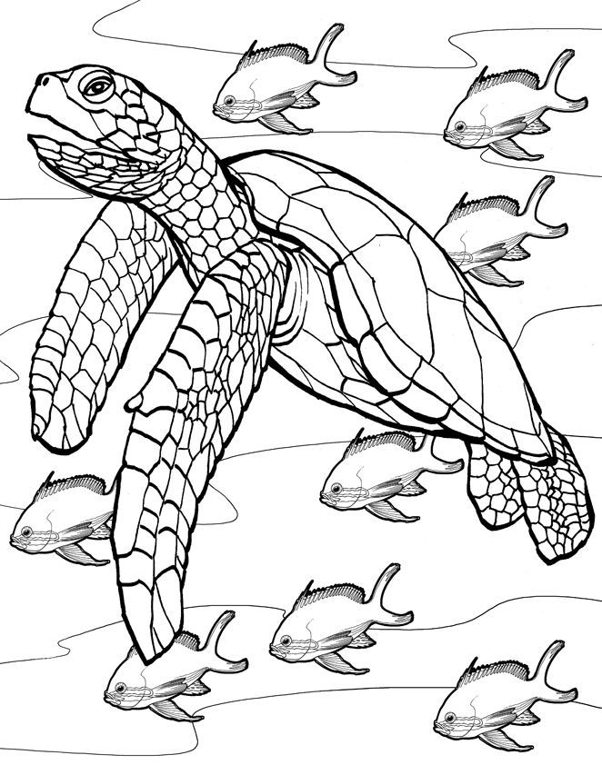 Coloring Pages Coral Reef Coloring Books And Illustrators 662x842 Coloring Pages Coral Reef Coloring Books And Illustrators