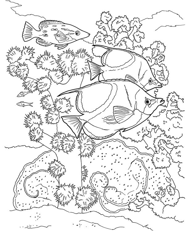 Coral Reef Coloring Book Sample Dover Color It! 613x750 Coral Reef Coloring Book Sample Dover Color It!