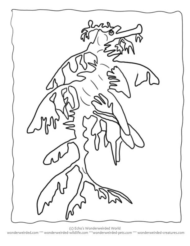 Sea Dragon Coloring Pages From Our Wildlife Coloring Pages 612x792 Sea Dragon Coloring Pages From Our Wildlife Coloring Pages