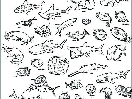 440x330 Coloring Pages Of The Ocean Coloring Pages Of The Ocean Ocean