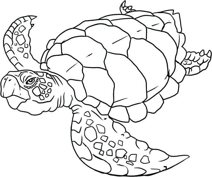 700x583 Underwater Animals Coloring Pages Ocean Animal Coloring Pages
