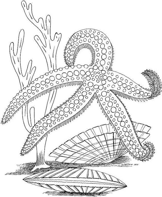 Sea Life Coloring Pages For Adults
