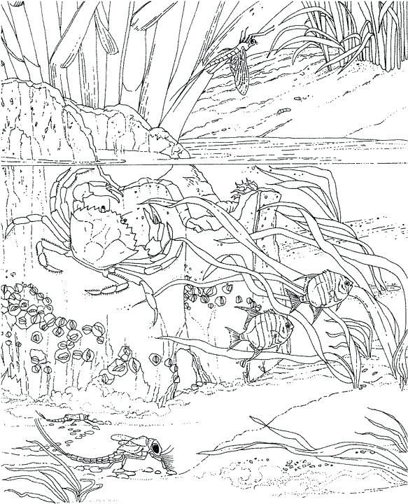 583x720 Sea Life Coloring Pages