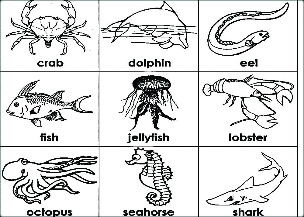 1000x714 Realistic Coloring Pages Of Animals Ocean Sea Life Coloring Pages