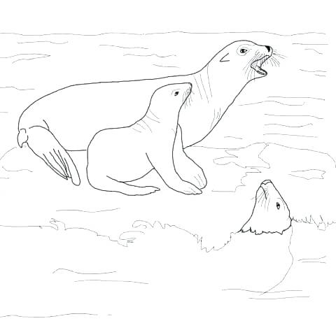 480x469 Sea Lion Coloring Pages Sea Lion Coloring Page Sea Lion With Its