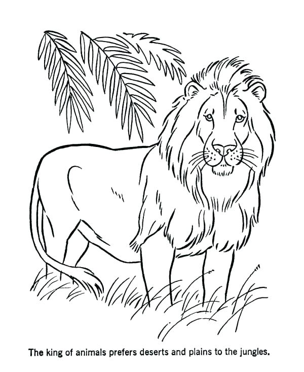 600x734 Coloring Pages Of Lions Lion King Printable Coloring Pages