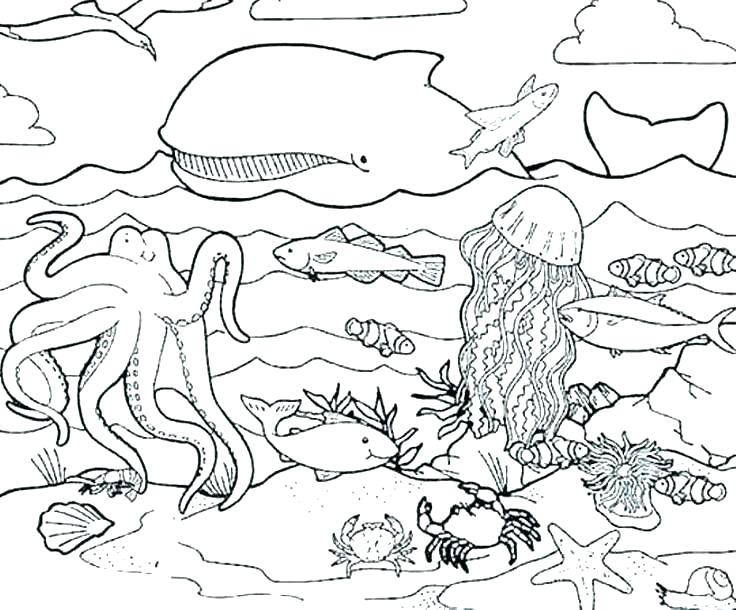 Sea Otter Coloring Page 736x610 Sea Otter Coloring Page