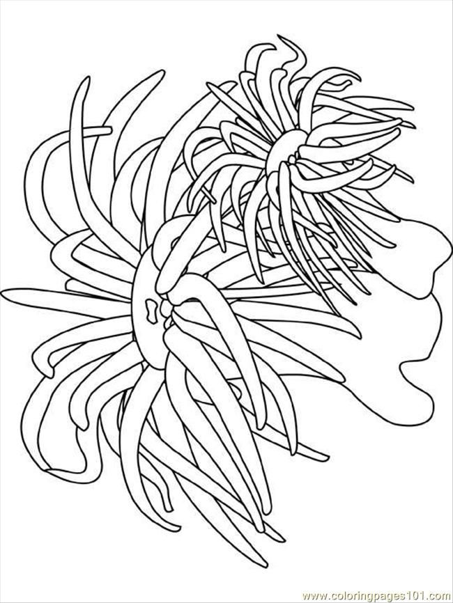 Ocean Plants Coloring Pages Ocean Coloring Pages For Preschool 650x866 Ocean Plants Coloring Pages Ocean Coloring Pages For Preschool