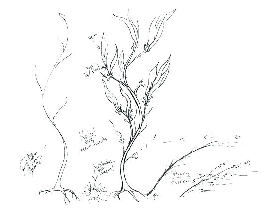 Plants Coloring Coloring Pages Plants Sea Plants Coloring Pages 564x430 Plants Coloring Coloring Pages Plants Sea Plants Coloring Pages
