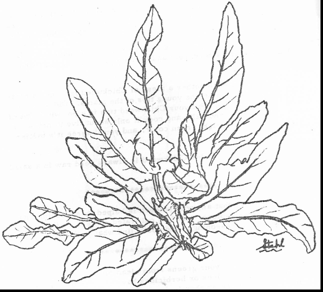 Great Ocean Plants Coloring Pages With Plant Throughout Sea Plants 1292x1169 Great Ocean Plants Coloring Pages With Plant Throughout Sea Plants