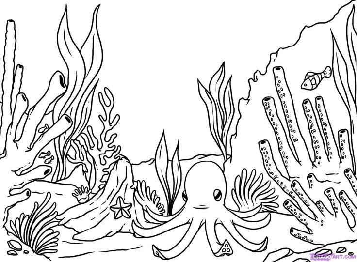 Simple Coral Reef Coloring Pages 736x541 Simple Coral Reef Coloring Pages