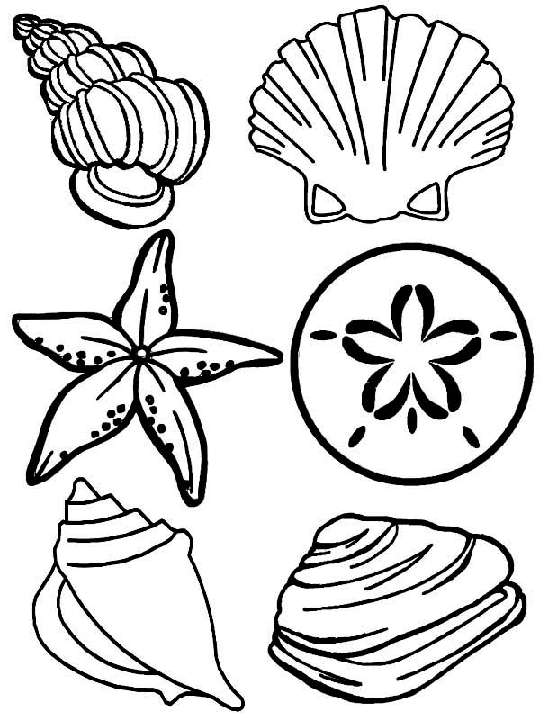 Complete Sea Shells Family Free Coloring Page 600x800 Complete Sea Shells Family Free Coloring Page