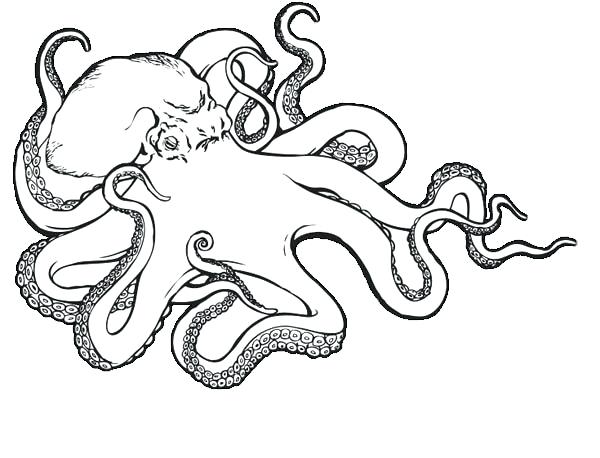 600x458 Best Octopus Images On Octopuses Octopus And Octopus Sea Monster