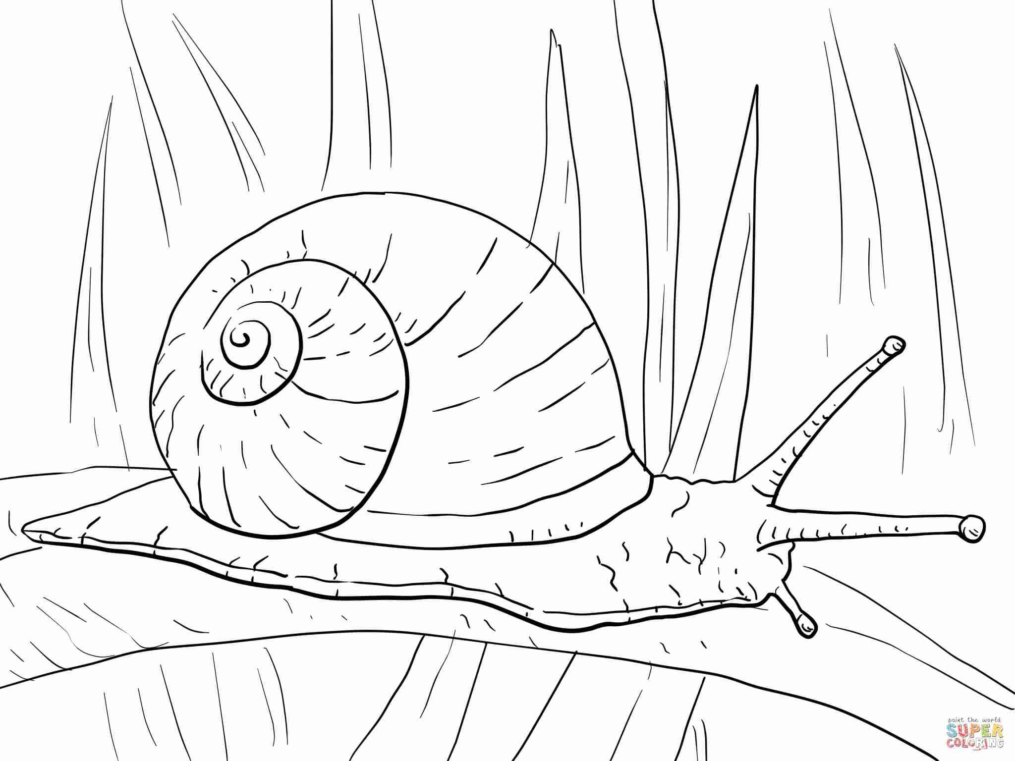 2048x1536 Sea Snail Drawing At Getdrawings Com Free For Personal Use