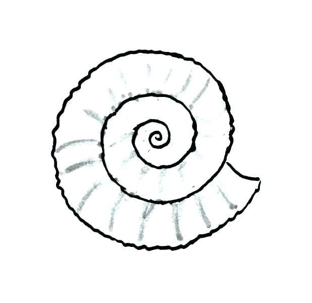 618x600 Seashell Coloring Page Seashells Coloring Page Seashell Pages