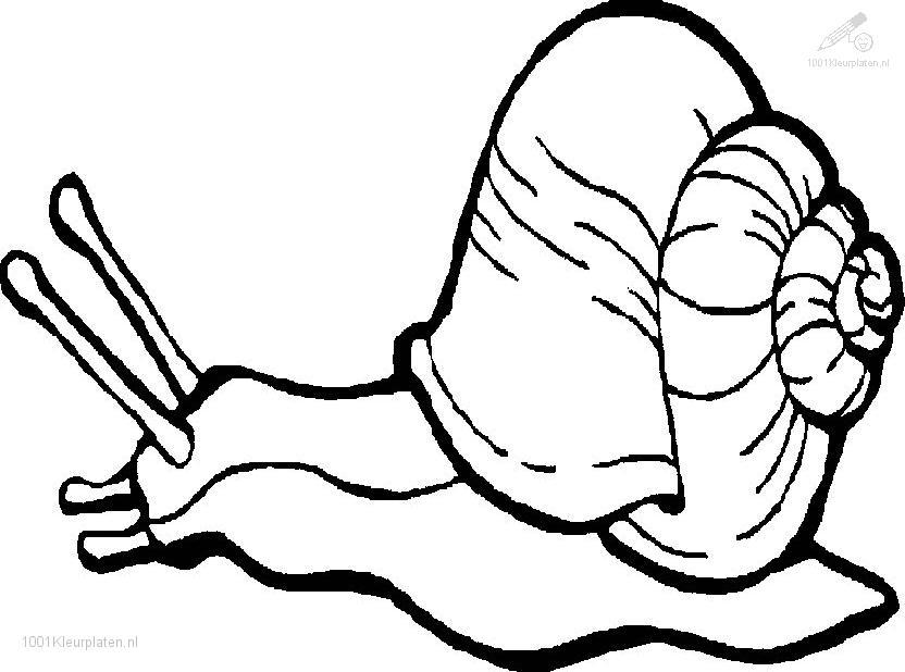 832x618 Snail Coloring Page