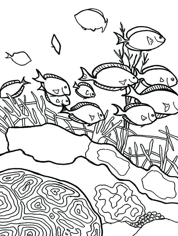 600x796 Coral Coloring Pages Coral Reef Fish School Of Coral Reef Fish
