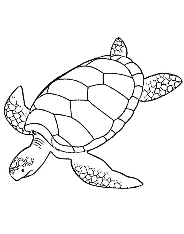 Giant Green Sea Turtle Coloring Page Giant Green Sea Turtle 600x763 Giant Green Sea Turtle Coloring Page Giant Green Sea Turtle