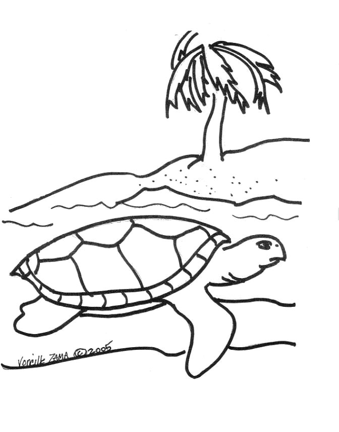 Sea Turtle Coloring Page 2 Sea Turtle, Inc 672x856 Sea Turtle Coloring Page 2 Sea Turtle, Inc