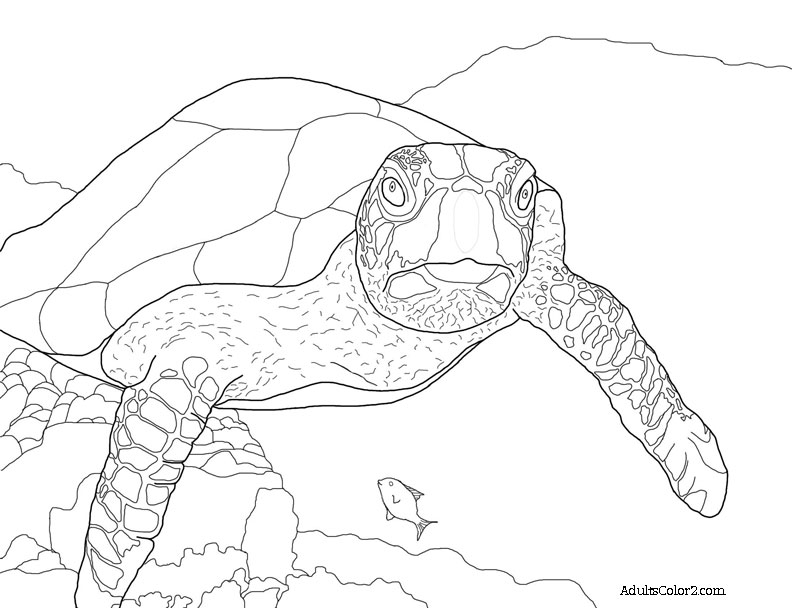 Sea Turtle Coloring Page Help Hawksbills 792x608 Sea Turtle Coloring Page Help Hawksbills
