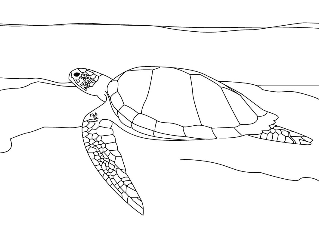 Sea Turtle Coloring Page Montenegroplaze Me Incredible Realistic 1060x770 Sea Turtle Coloring Page Montenegroplaze Me Incredible Realistic