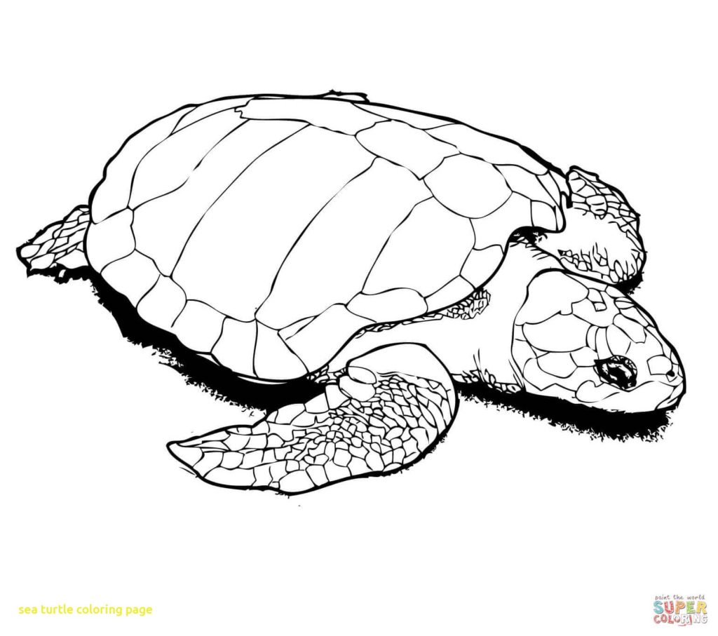 Sea Turtle Coloring Page at GetColorings.com | Free printable colorings ...