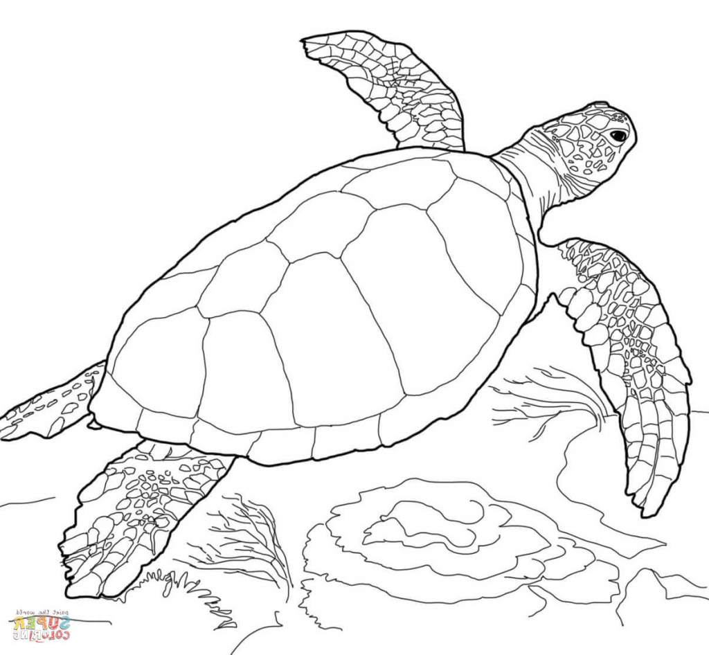 Simple Sea Turtle Drawing Simple Sea Turtle Drawing Sea Turtle 1024x946 Simple Sea Turtle Drawing Simple Sea Turtle Drawing Sea Turtle